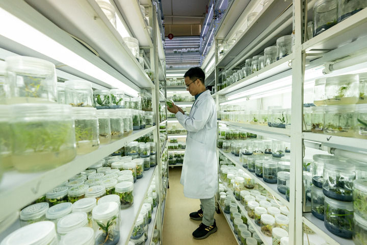 2023年9月27日,中國西南野生生物種質資源庫工作人員在查看植物離體種質材料。 2023年9月27日,中國西南野生生物種質資源庫工作人員在查看植物離體種質材料。