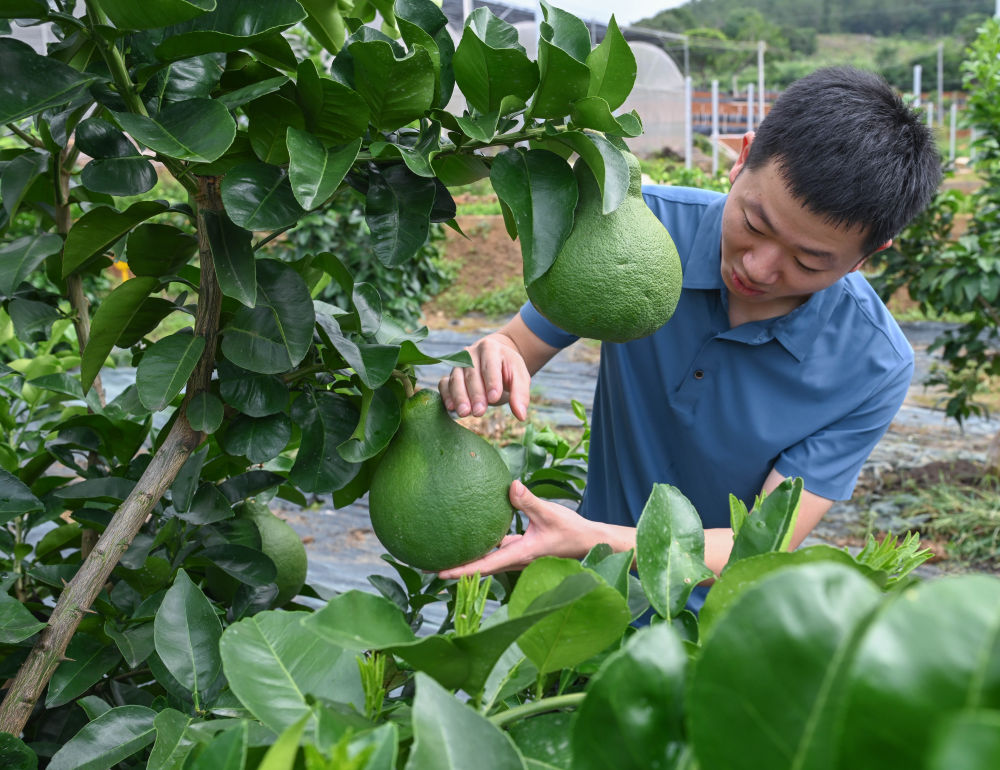 2025年6月12日,工作人員在廣東省梅州市梅縣區農業科學研究所檢查柚子生長情況。 2025年6月12日,工作人員在廣東省梅州市梅縣區農業科學研究所檢查柚子生長情況。