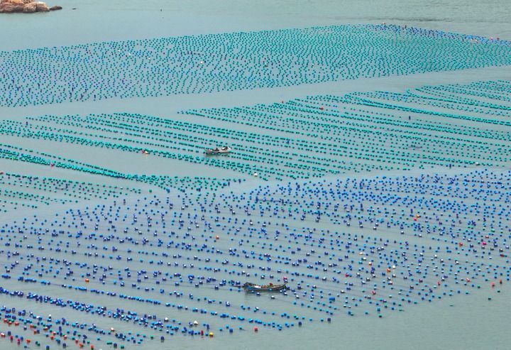 這是2026年4月2日在福建省福州市連江縣定海灣拍攝的鮑魚、生蠔等海産品養殖區(無人機照片)。 這是2026年4月2日在福建省福州市連江縣定海灣拍攝的鮑魚、生蠔等海産品養殖區(無人機照片)。