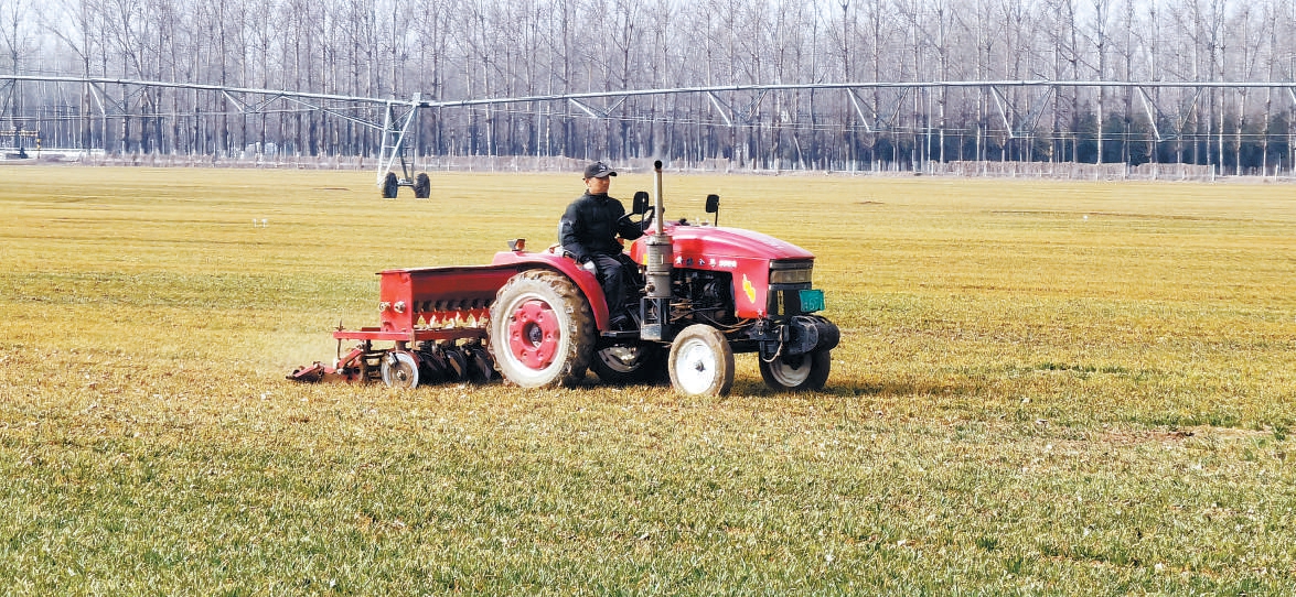 順義農民開著農用車給冬小麥施肥。