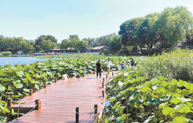 西海濕地公園裏荷花盛開。