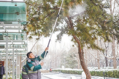12月14日,西城園林工人用高枝鋸撣落樹木覆雪,保障行人安全,保護樹木成長。 12月14日,西城園林工人用高枝鋸撣落樹木覆雪,保障行人安全,保護樹木成長。