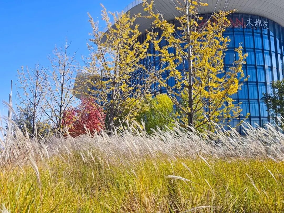 大興機場地區 大興機場地區