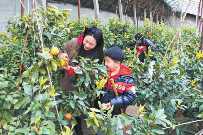 游客在大貴口村的大棚裏體驗採摘。 游客在大貴口村的大棚裏體驗採摘。