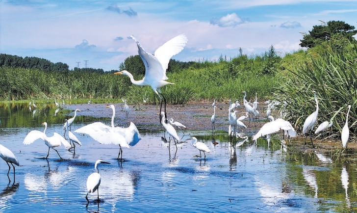 圖為潮白河上白鷺翻飛(資料圖)。 圖為潮白河上白鷺翻飛(資料圖)。