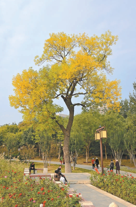 西海子公園裏,白蠟樹漸黃。 西海子公園裏,白蠟樹漸黃。