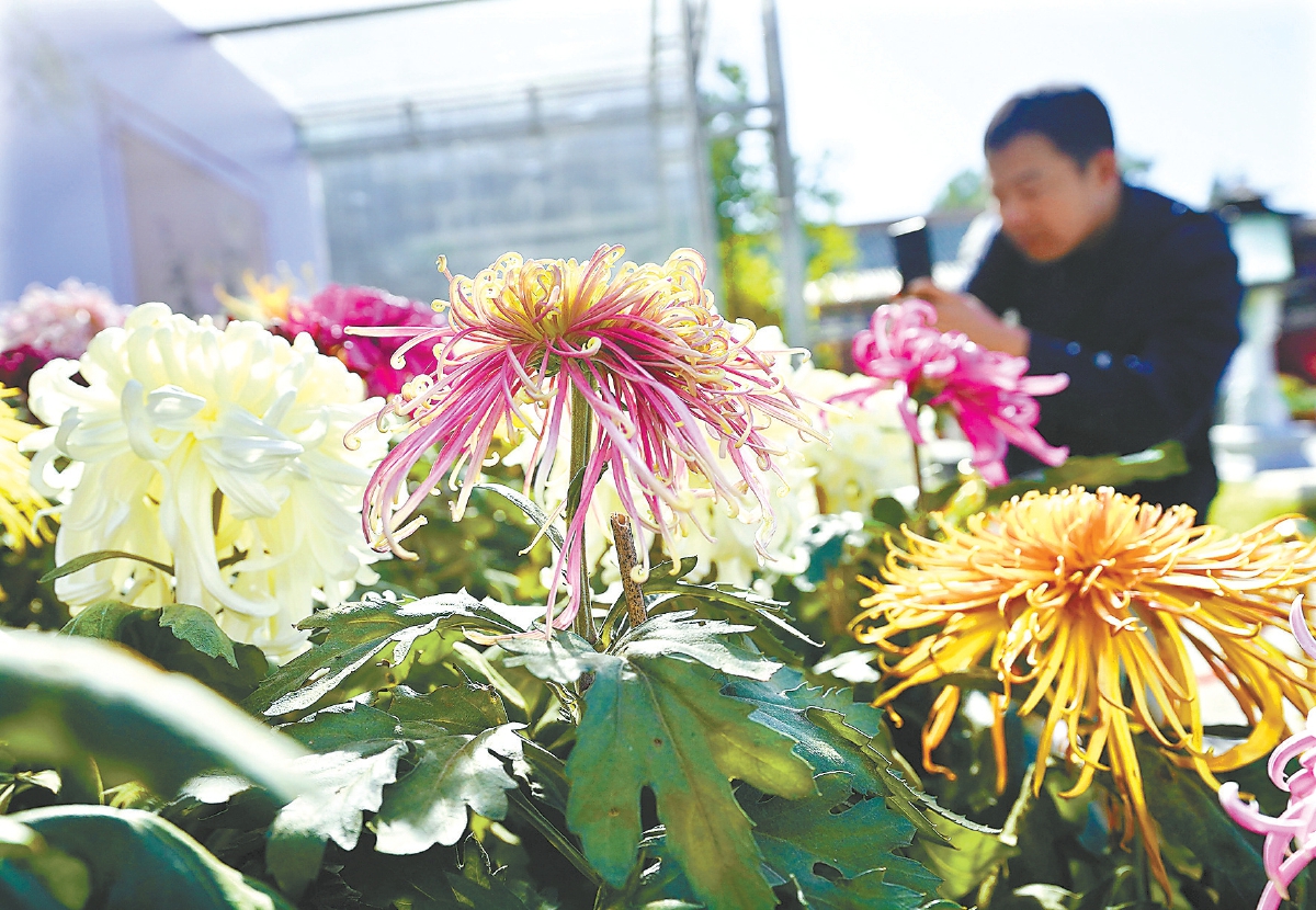 10月26日，以“菊灿沁香”为主题的北京市第44届菊花展暨“第十一届北京·开封菊花文化节”在北海公园举办。（程功 摄）