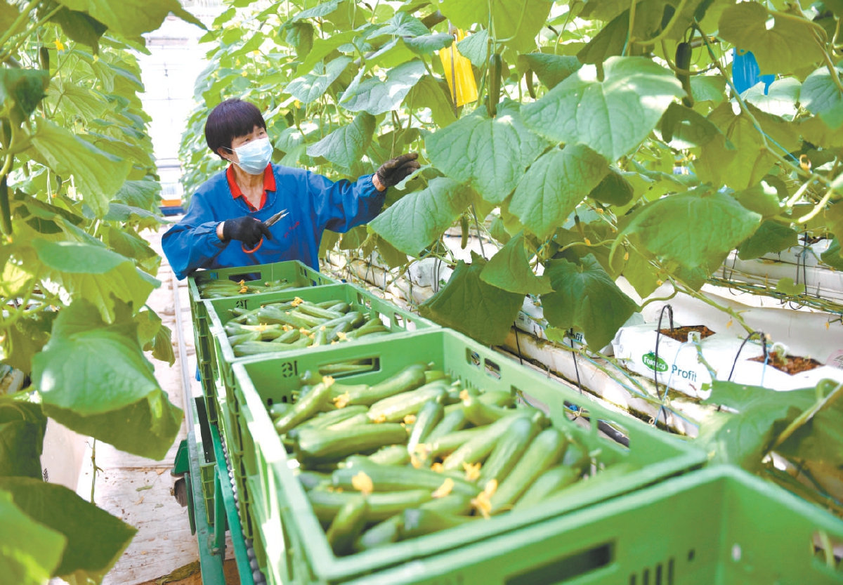 2022年6月8日，河北邢台市南和区贾宋镇一家现代智慧农业园区的工人在采摘黄瓜。（朱旭东 摄）