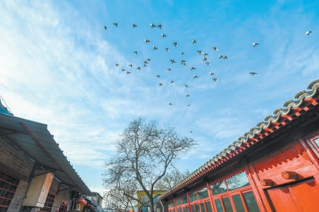 鴿子在衚同上空盤旋
