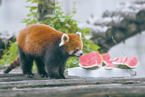 “三伏天”酷热难耐,北京动物园采用各式各样的防暑降温妙招让大小动物们轻松度夏。 “三伏天”酷热难耐,北京动物园采用各式各样的防暑降温妙招让大小动物们轻松度夏。