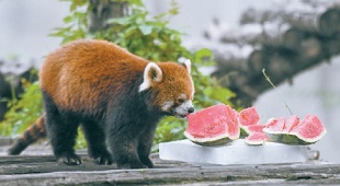 小动物们舒适度夏有妙招 小动物们舒适度夏有妙招