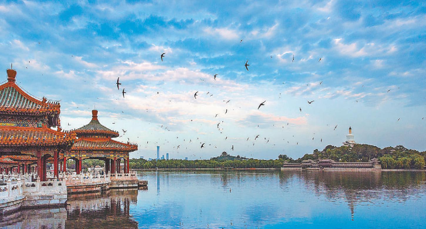 翩然飛舞的"古都精靈"北京雨燕越來越多,形成人燕相親,生態和諧的美景