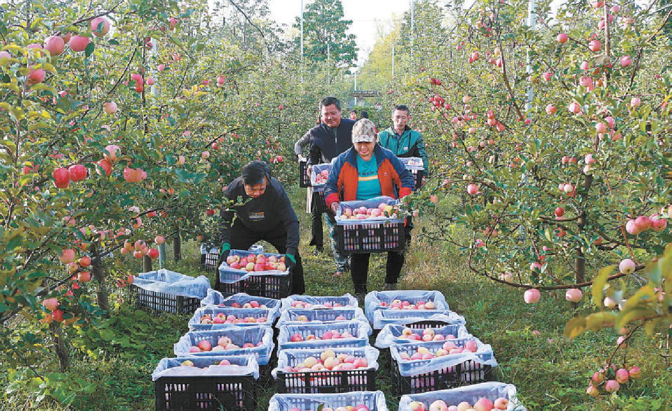 眼下，怀柔北房镇新房子村沃农园专业合作社种植的160亩红富士苹果进入收获时节，村民正忙着把刚采摘的苹果装箱。