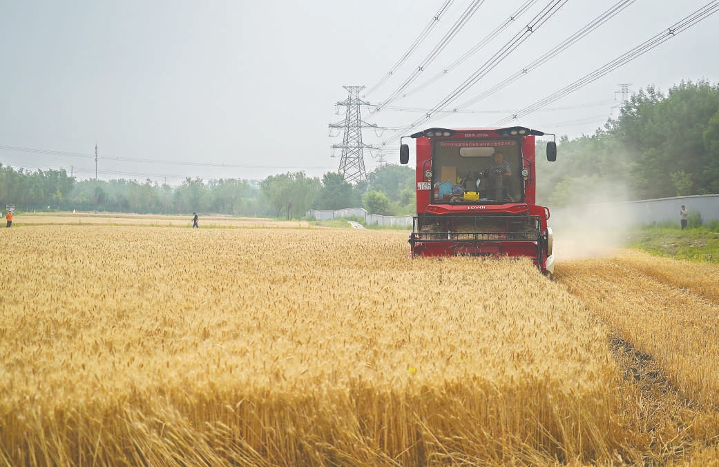 2022年6月15日,朝阳区常营乡基本农田中59.28亩小麦开始收割。 (程功 摄) 2022年6月15日,朝阳区常营乡基本农田中59.28亩小麦开始收割。 (程功 摄)