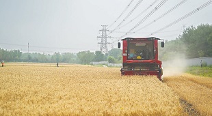 99%以上麦田秸秆绿色再利用 99%以上麦田秸秆绿色再利用