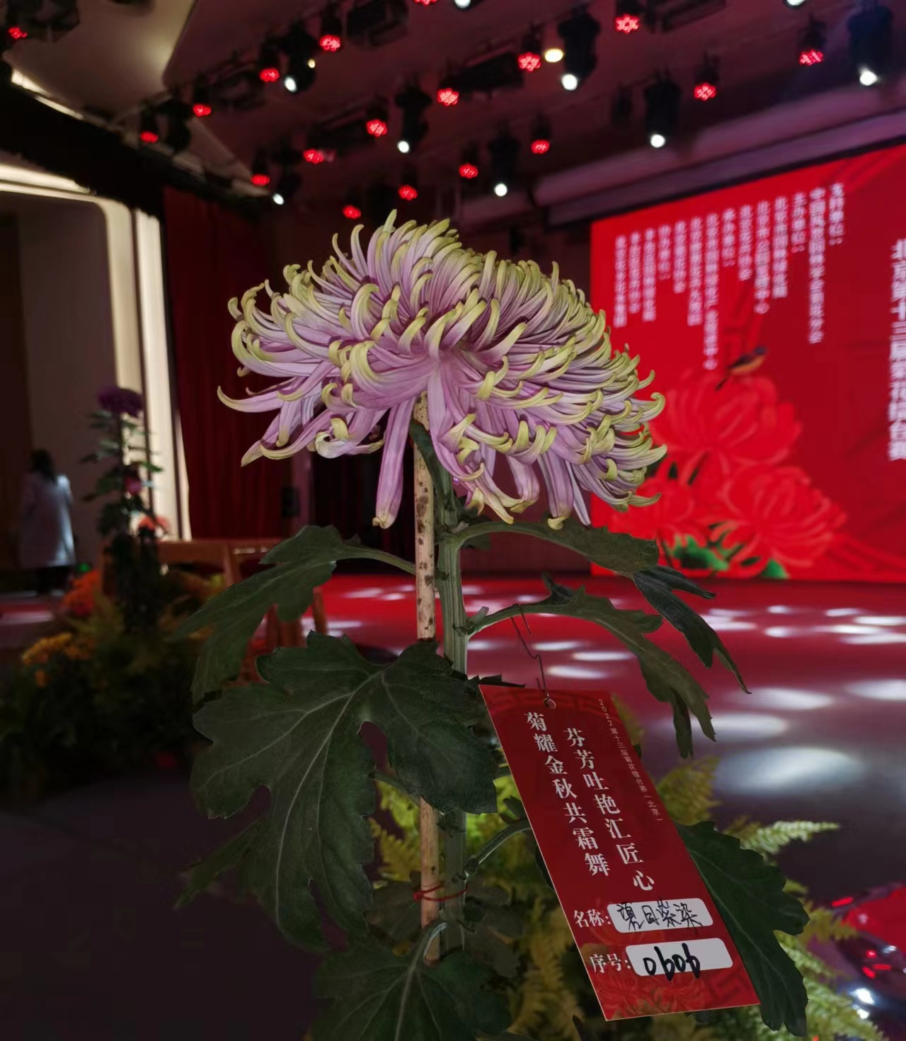 菊王“碧目紫髯”