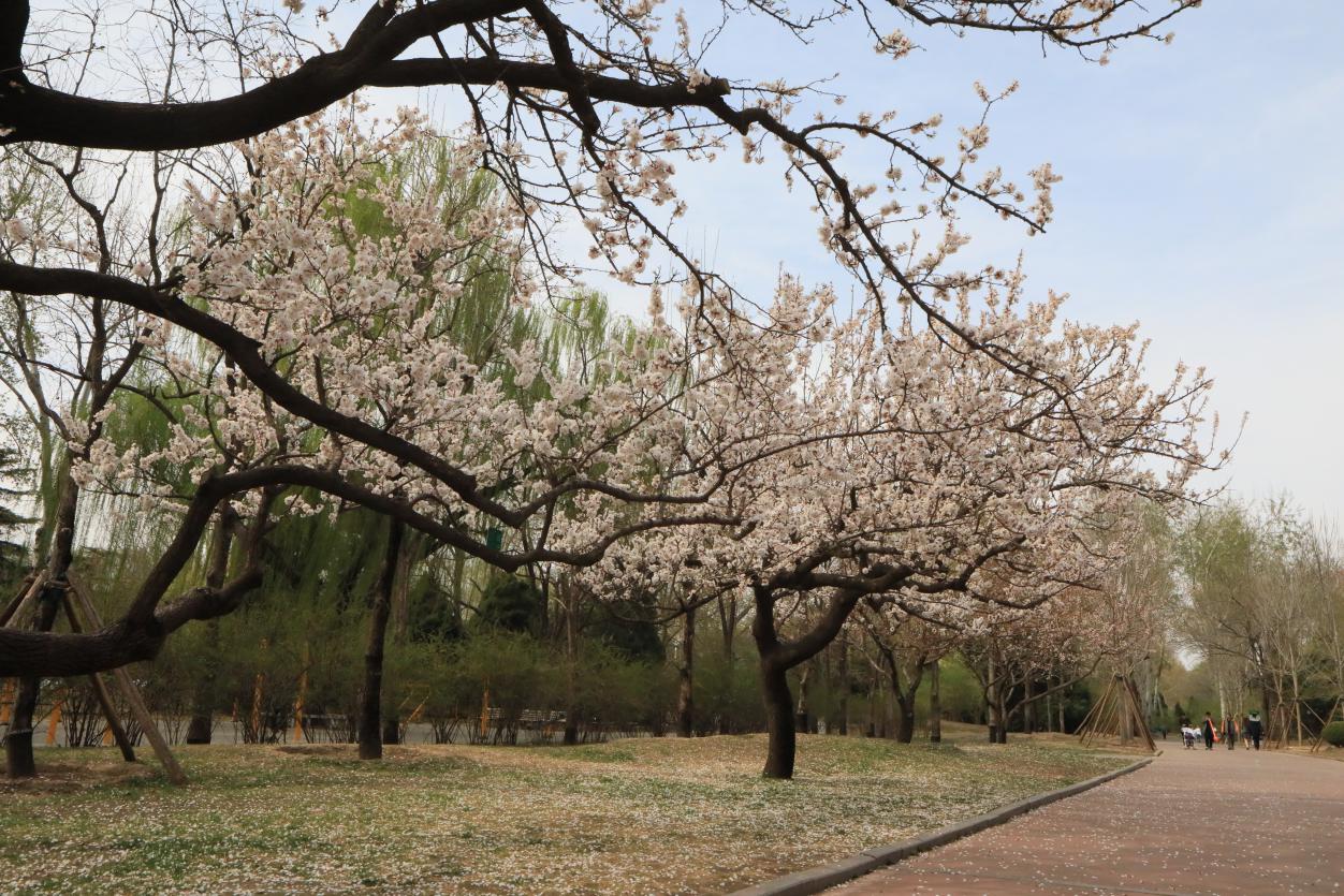 北京动物园 杏花路（往年资料）