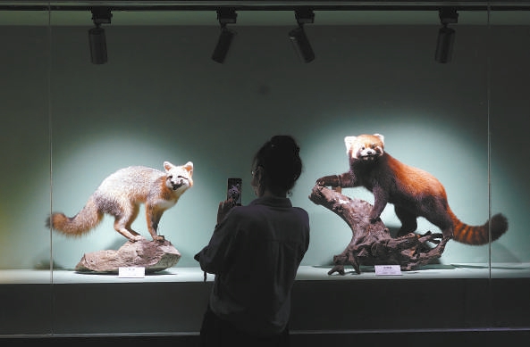 7月12日，由北京自然博物馆主办的“野性之美——中国野生动物展”在展楼一层的阳光厅开展。