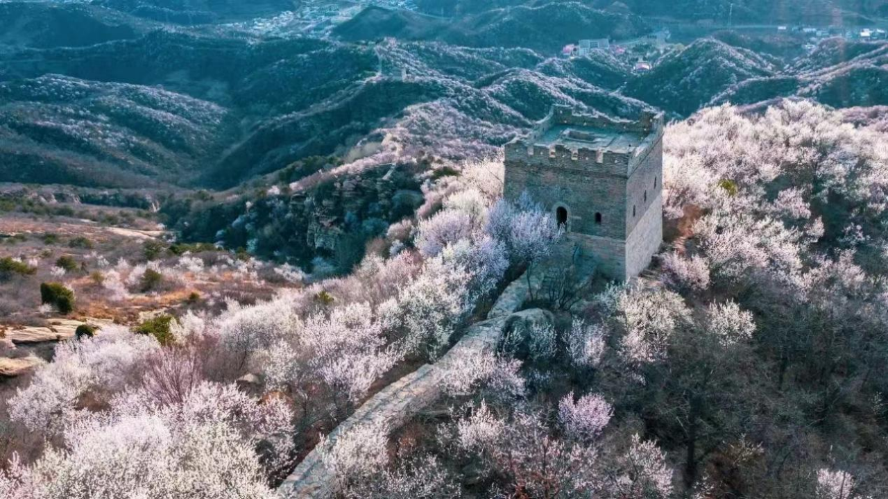 長城腳下的“花海風光”