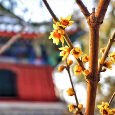 臘梅花開 春意漸濃