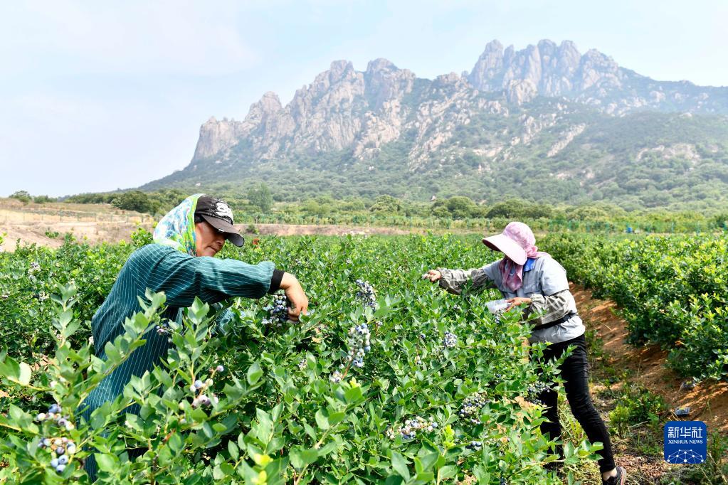 村民在山东省五莲县九五农业现代林果科技产业园采摘蓝莓（2022年6月18日摄）。
