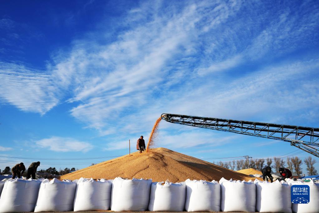 北大荒集团北安分公司赵光农场有限公司工作人员在一处晒场的玉米堆上忙碌（2022年10月19日摄）。