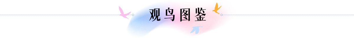 北京观鸟指南-SEO