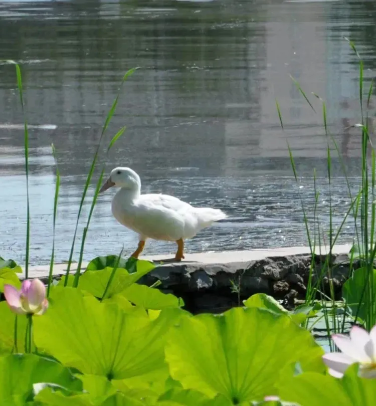 莲花池公园