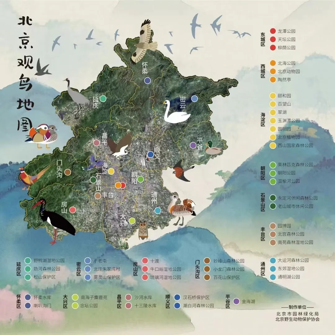 北京的爱鸟周 到什么地方去观鸟? 北京的爱鸟周 到什么地方去观鸟?