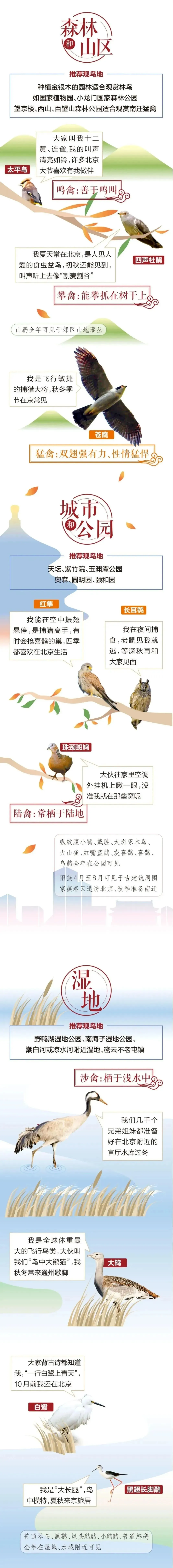 城市记忆 | 超萌！秋季观鸟入坑指南来了 北京的可爱“精灵” 都在这儿——