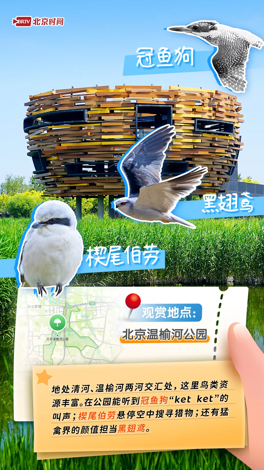 观鸟图鉴｜年轻人流行观鸟了？北京这六个公园拍鸟出片率100%