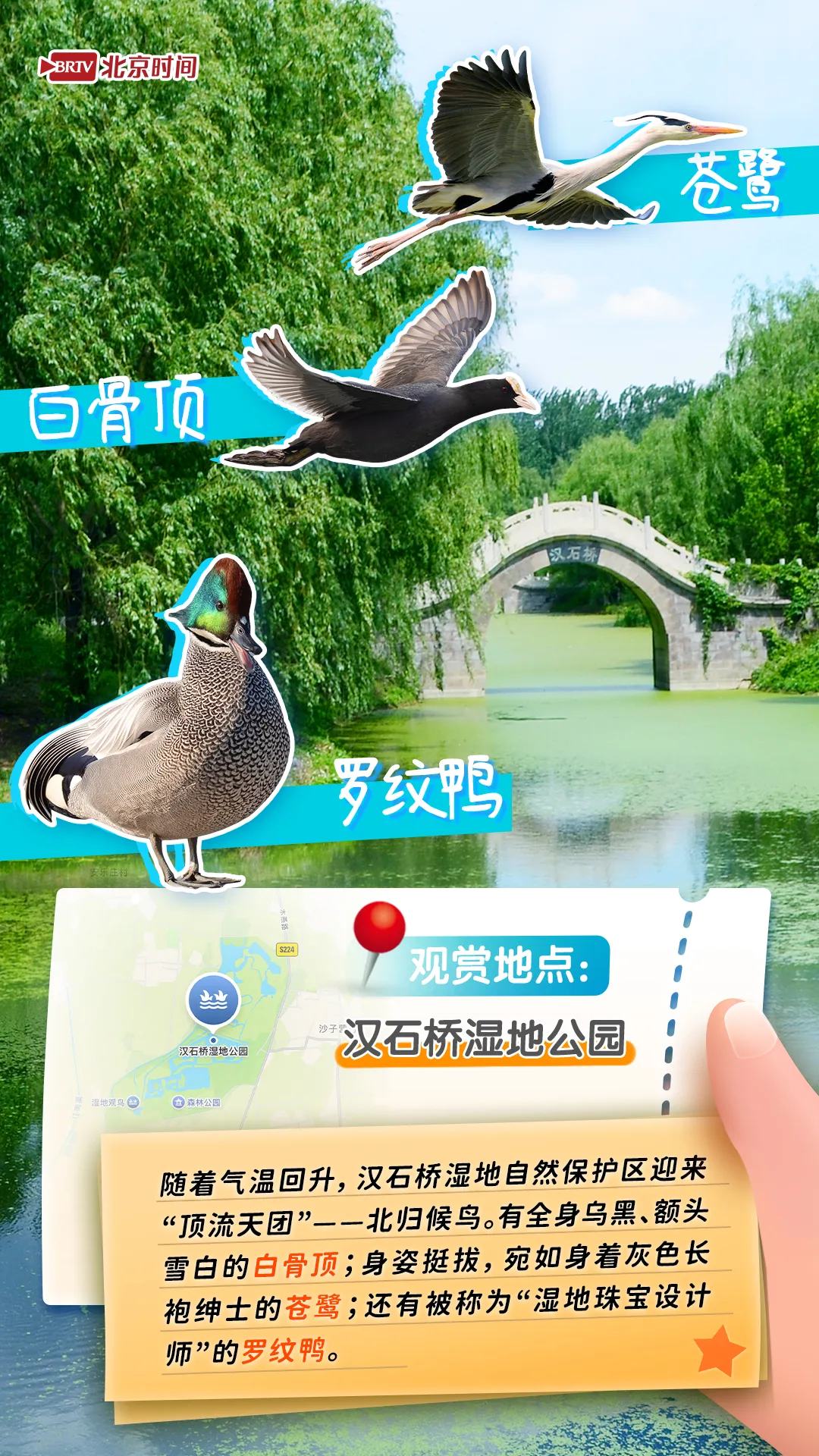 观鸟图鉴｜年轻人流行观鸟了？北京这六个公园拍鸟出片率100%