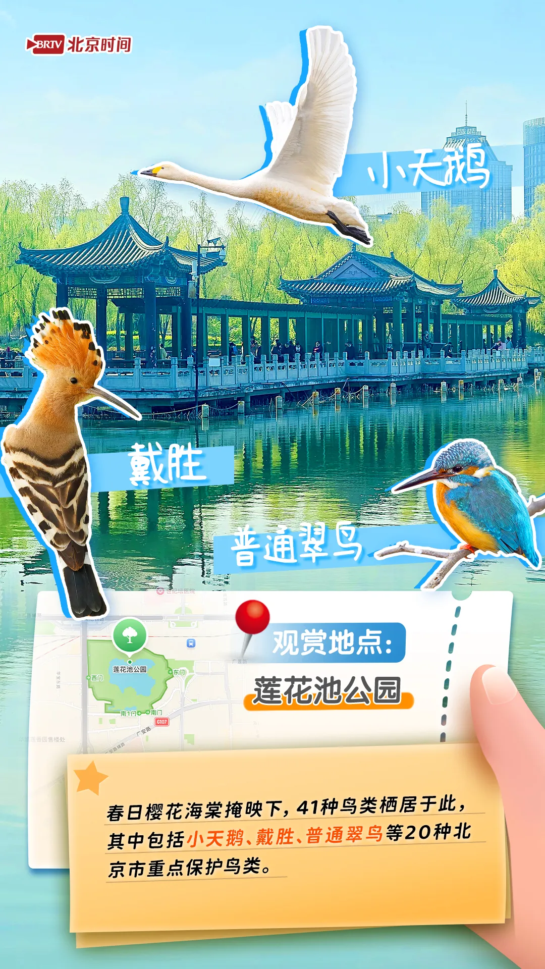 观鸟图鉴｜年轻人流行观鸟了？北京这六个公园拍鸟出片率100%