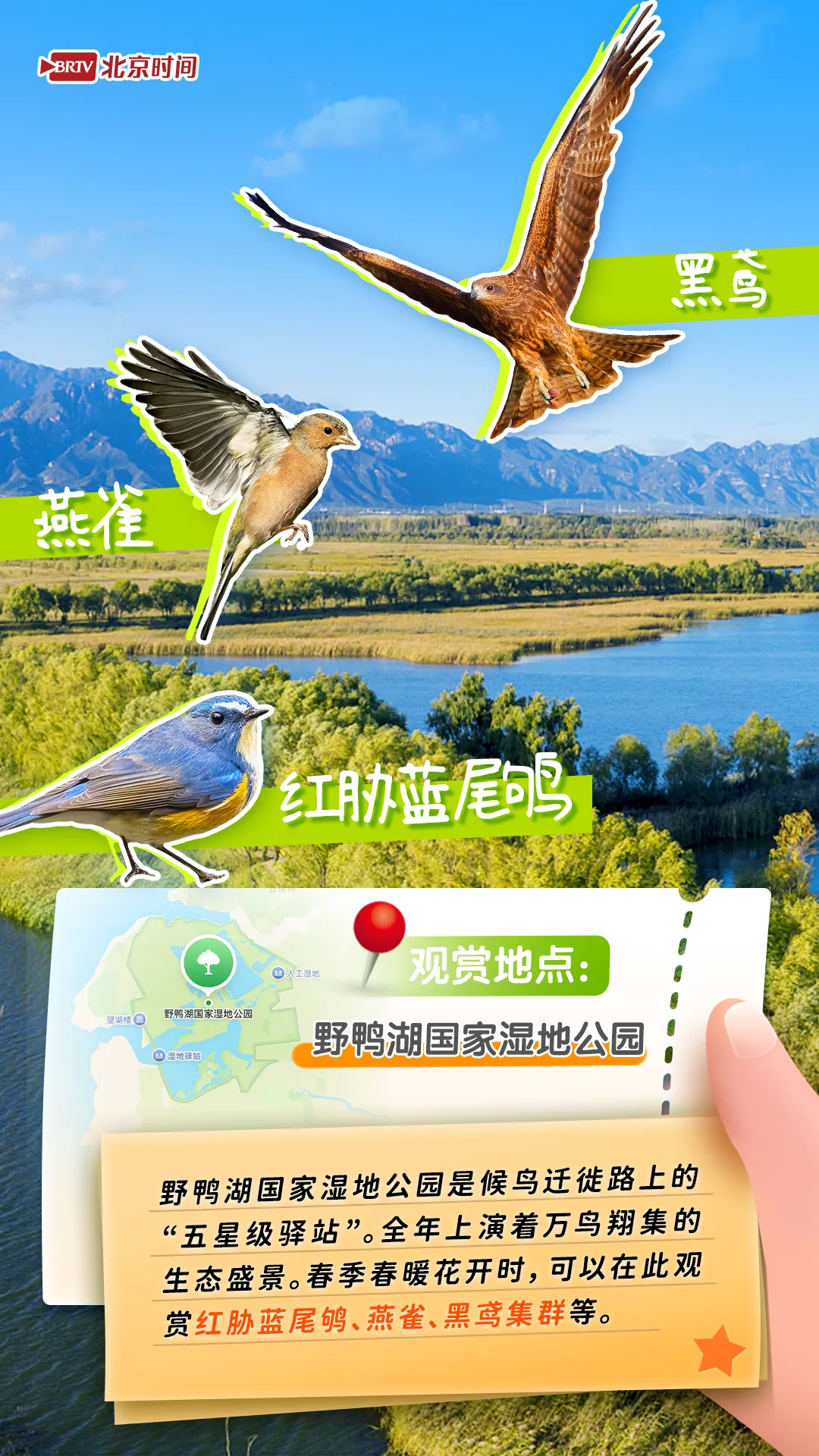 观鸟图鉴｜年轻人流行观鸟了？北京这六个公园拍鸟出片率100%