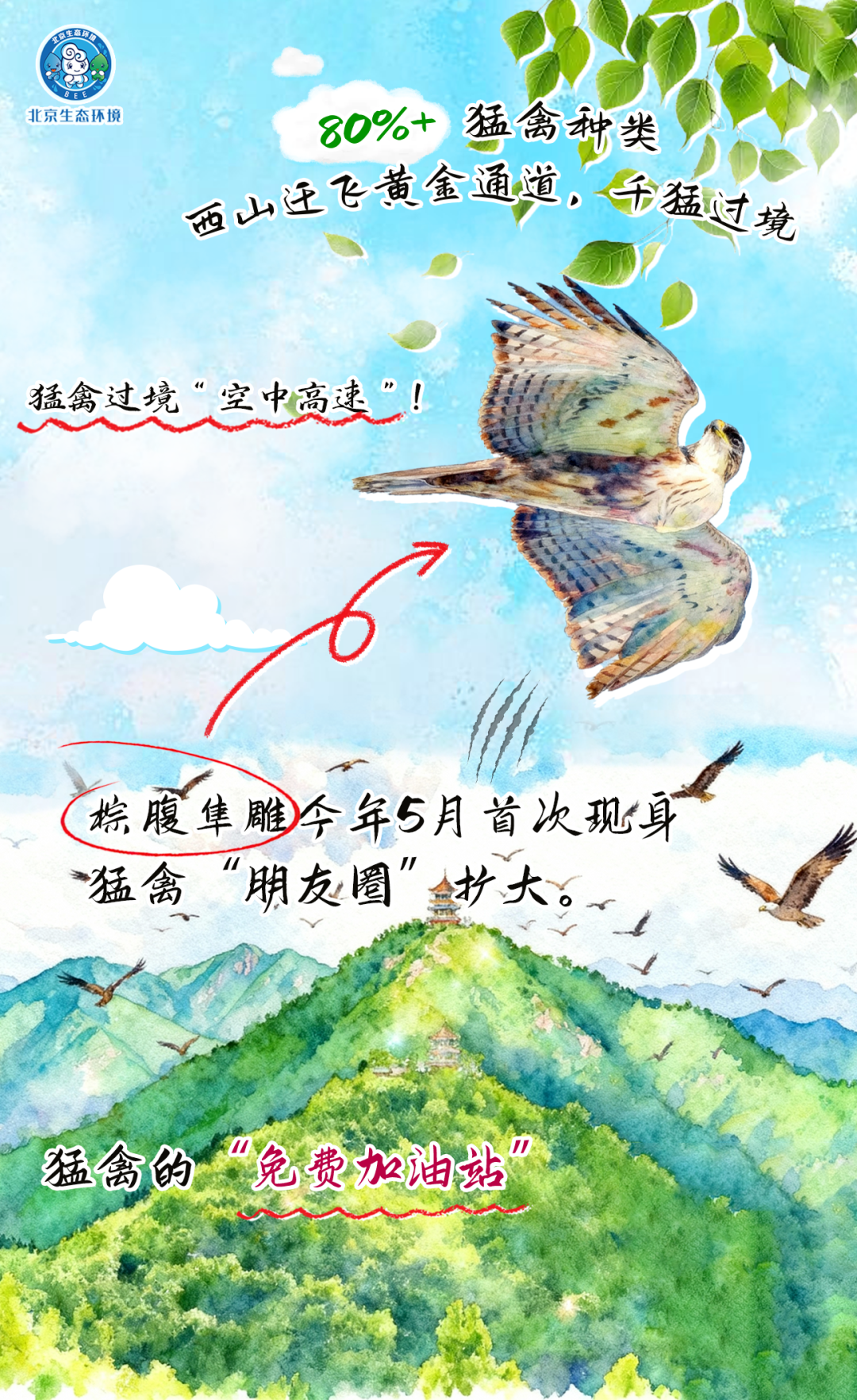 观鸟季倒计时（三） 一起去“打鸟”吧