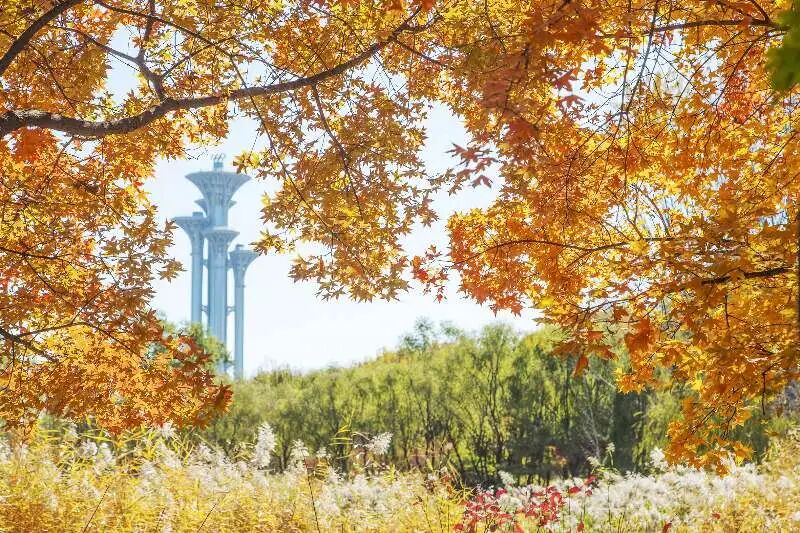 金秋北京迎来了最佳观赏期 官方攻略来了