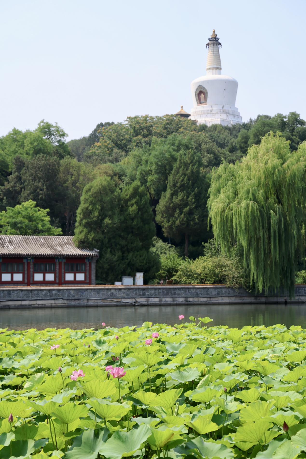 夏日赏荷之北海公园