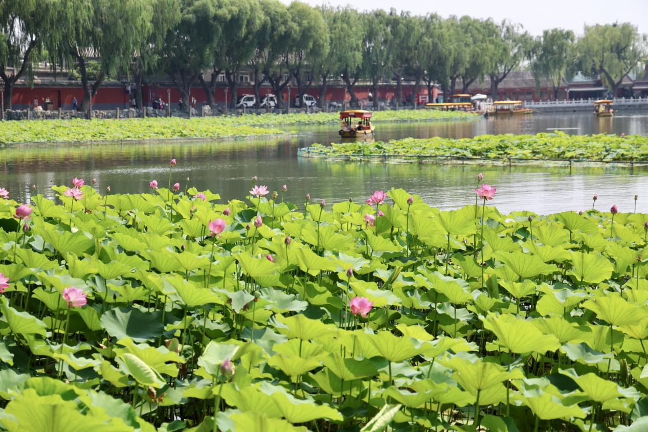 夏日赏荷之北海公园