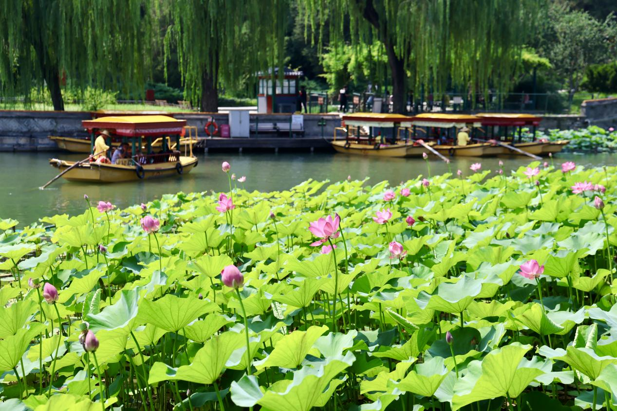 夏日赏荷之北海公园