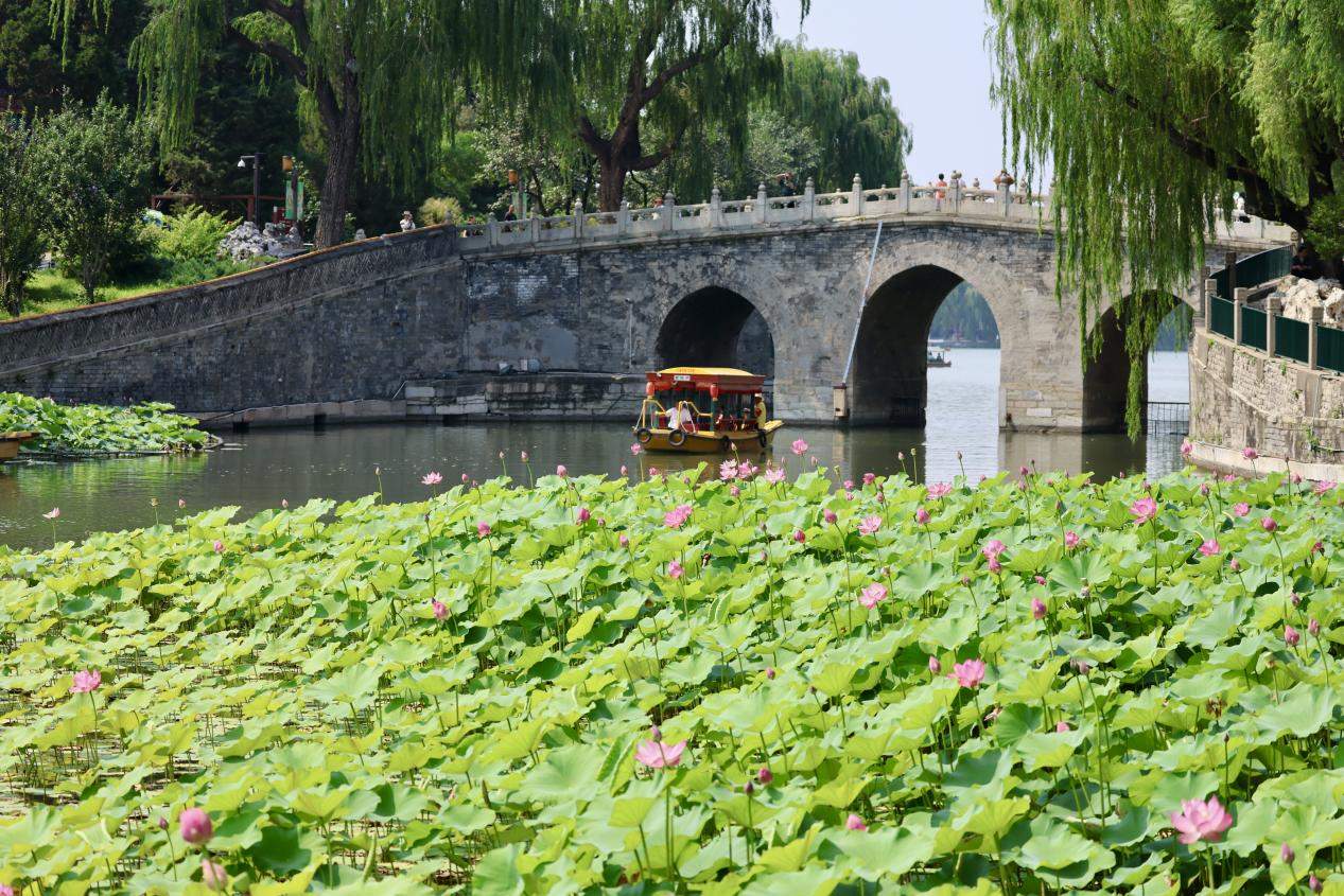 夏日赏荷之北海公园