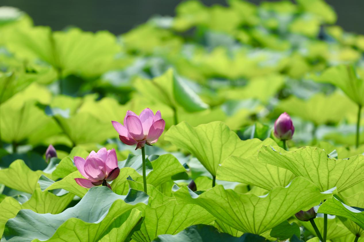 夏日赏荷之北海公园