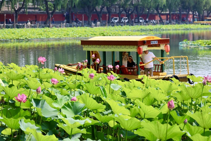 夏日赏荷之北海公园