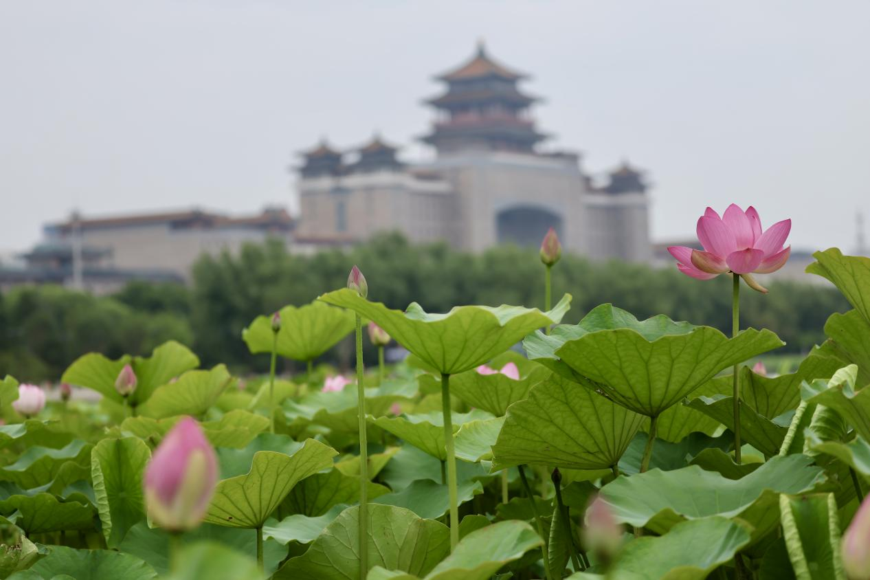 夏日赏荷之莲花池公园