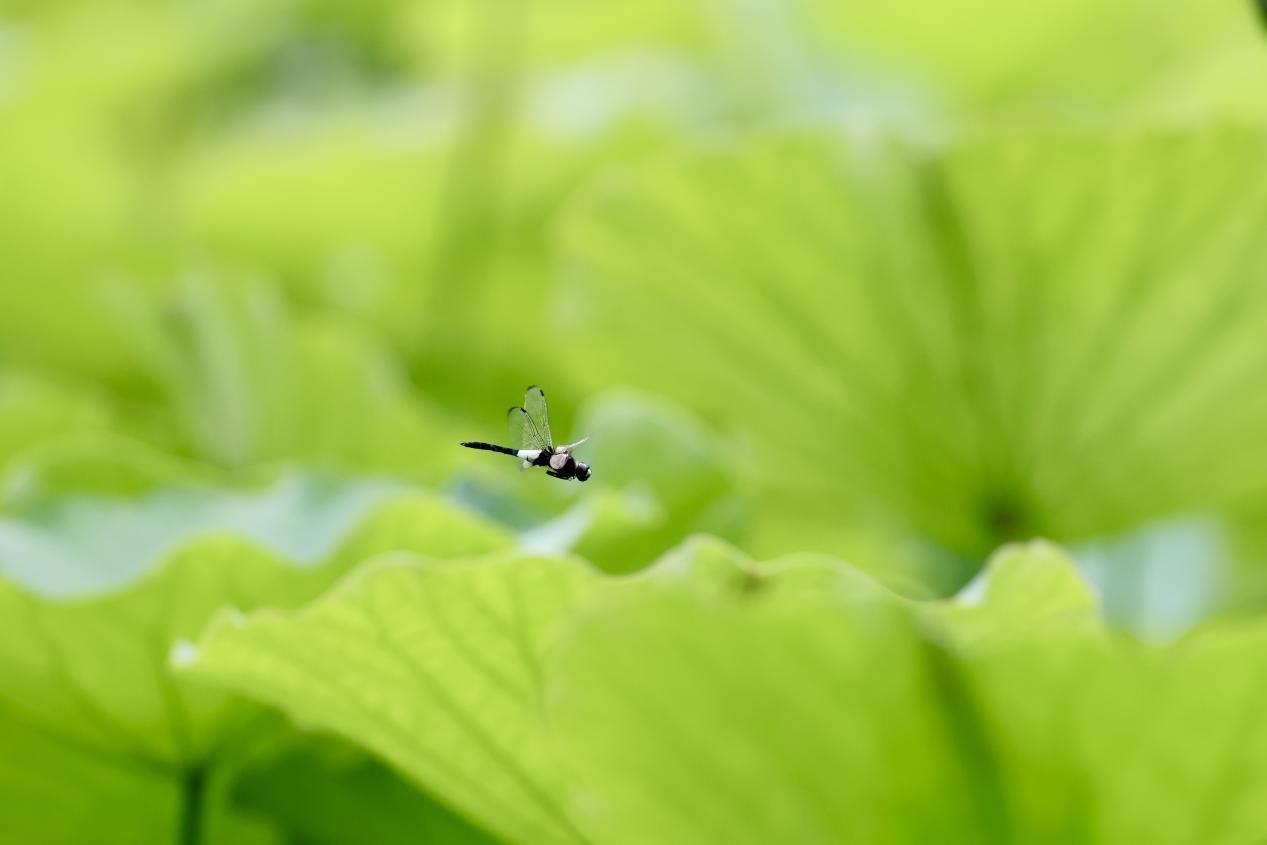 夏日赏荷之莲花池公园