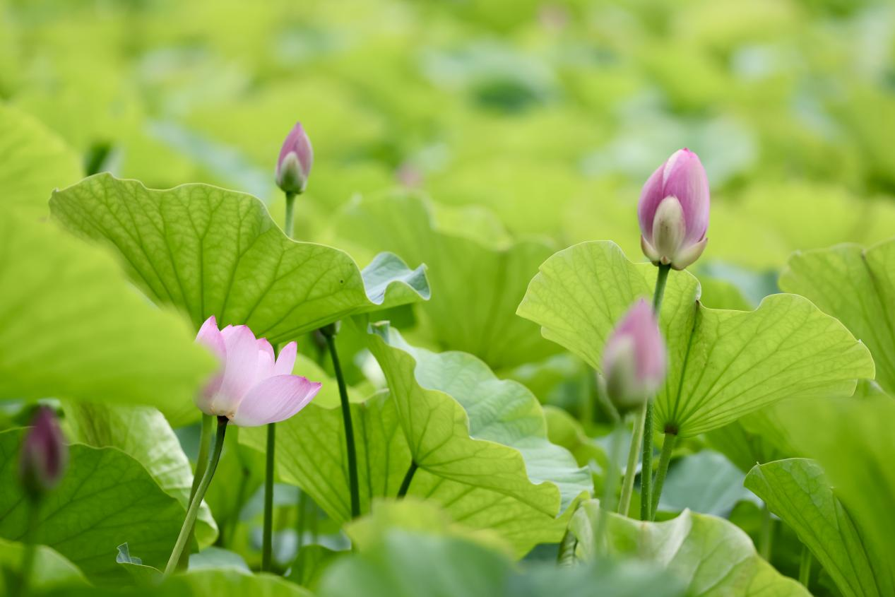 夏日赏荷之莲花池公园