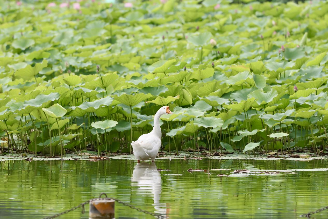 夏日赏荷之莲花池公园