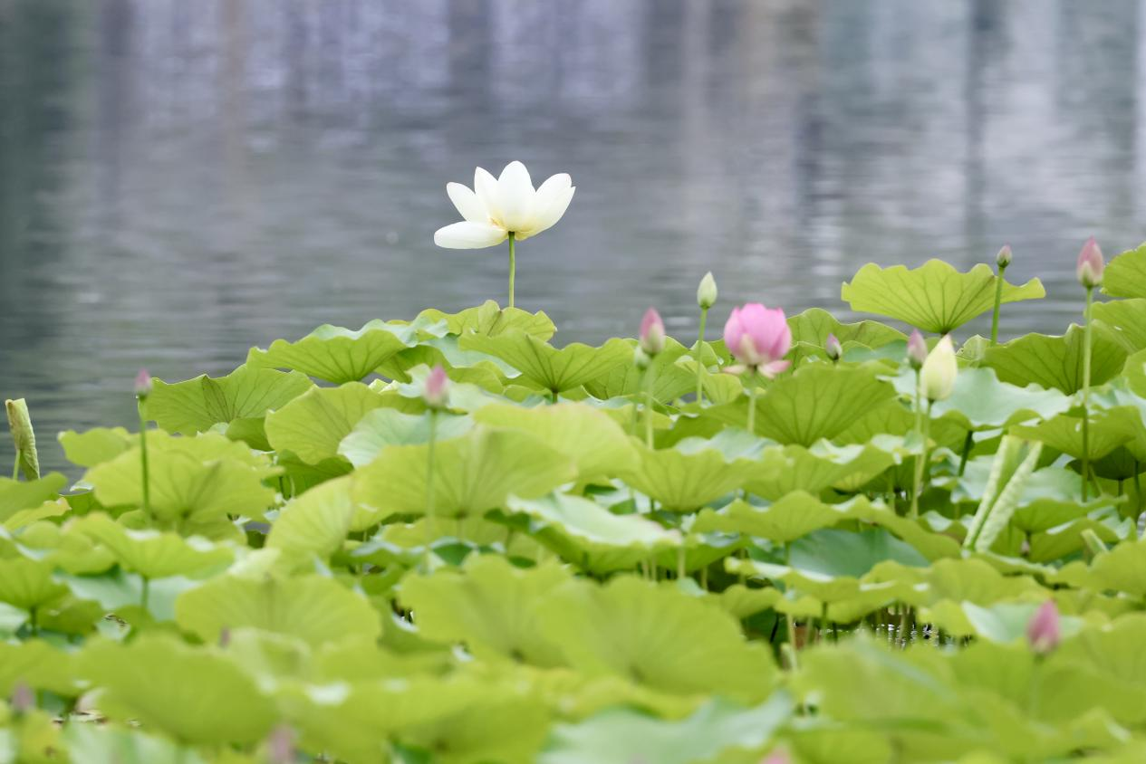 夏日赏荷之莲花池公园