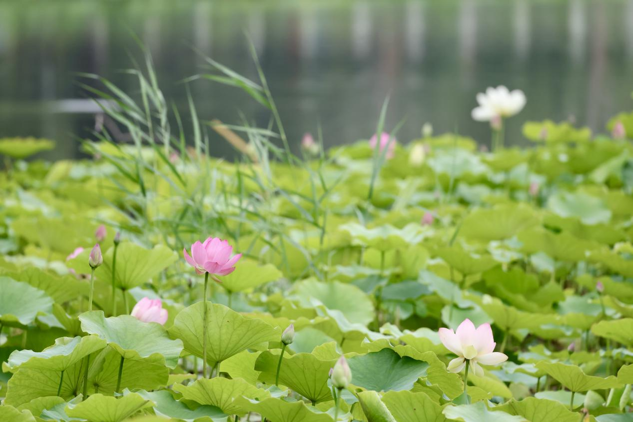 夏日赏荷之莲花池公园