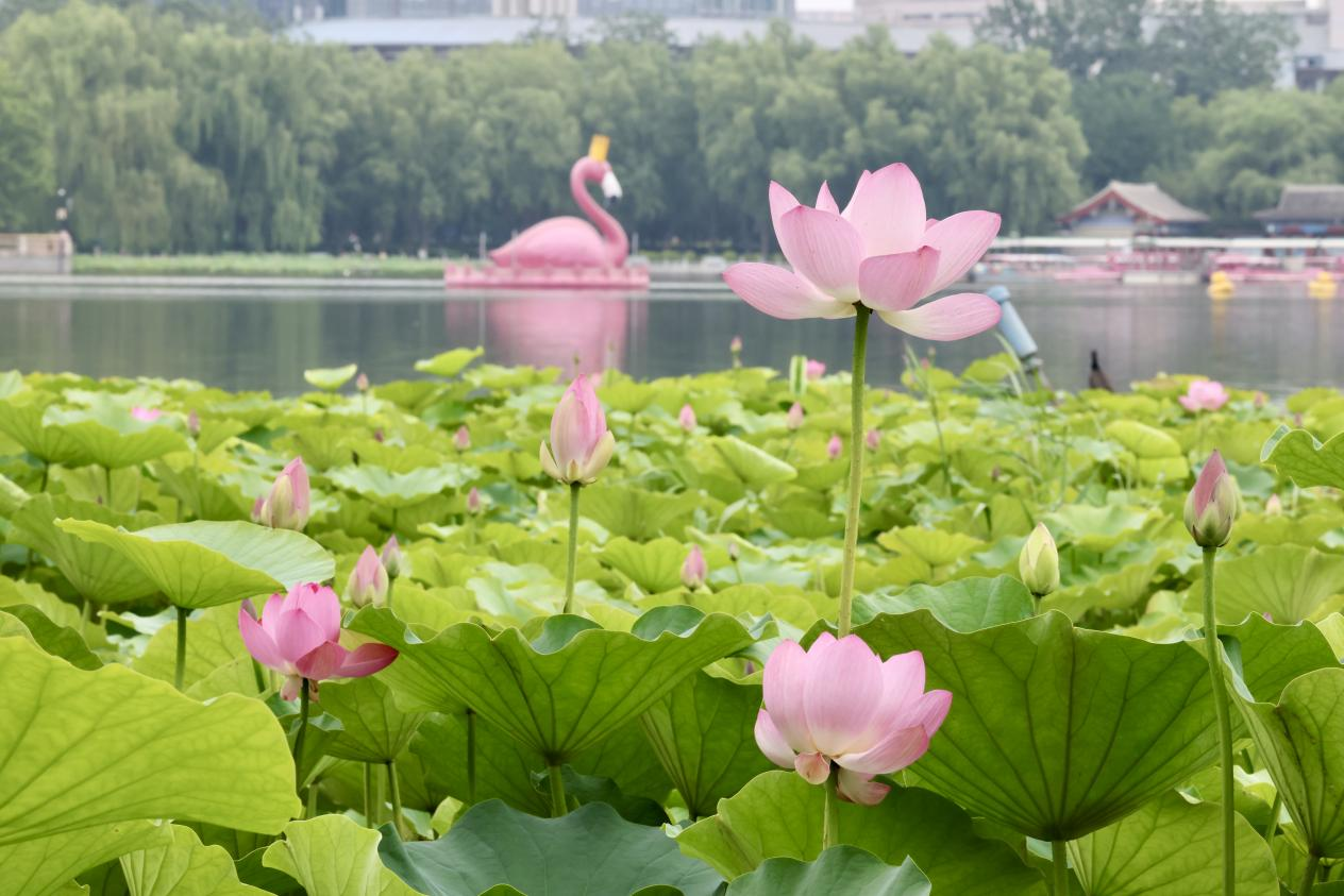 夏日赏荷之莲花池公园