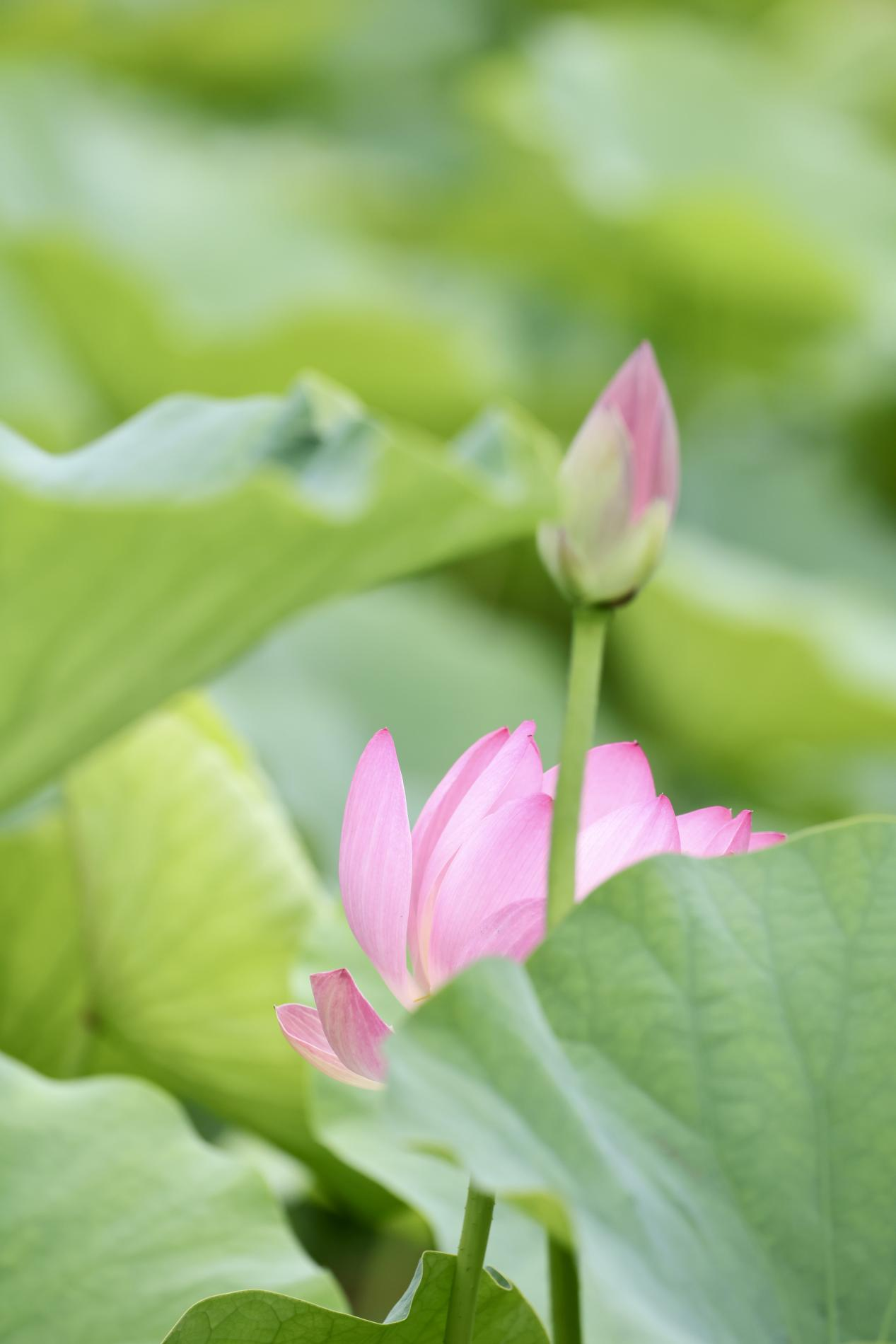 夏日赏荷之莲花池公园